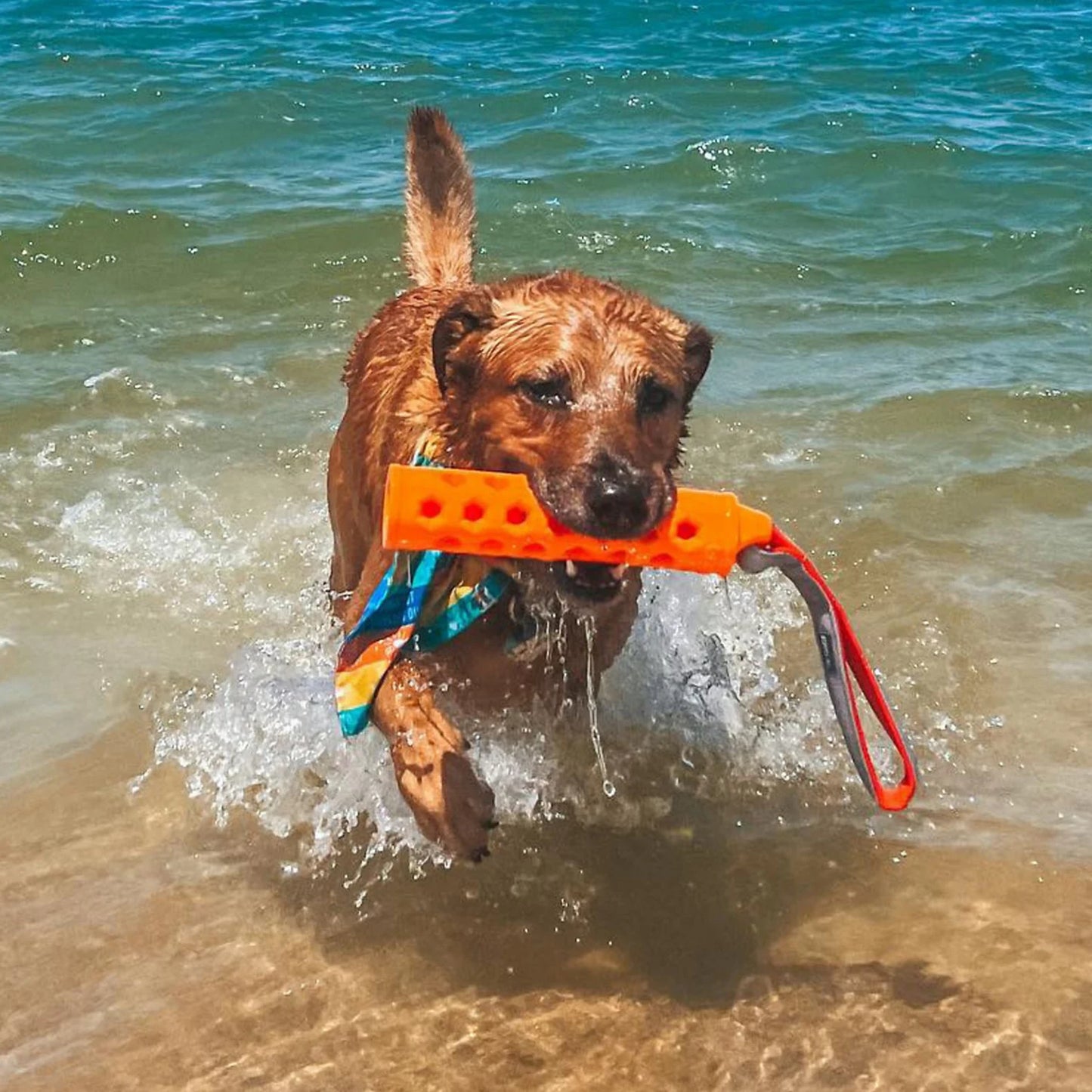 Hydro Floating Dog-Training Bumper / Orvis