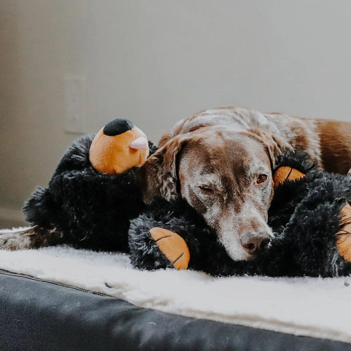 Black Bear Rope Dog Toy / Orvis