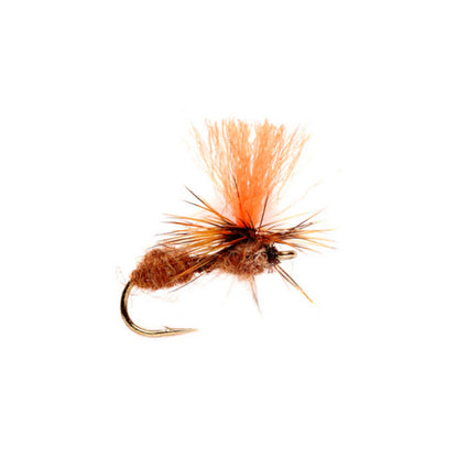 CINNAMON,10