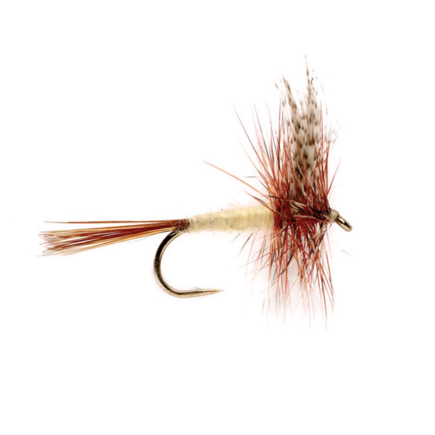 Gray Fox / Orvis