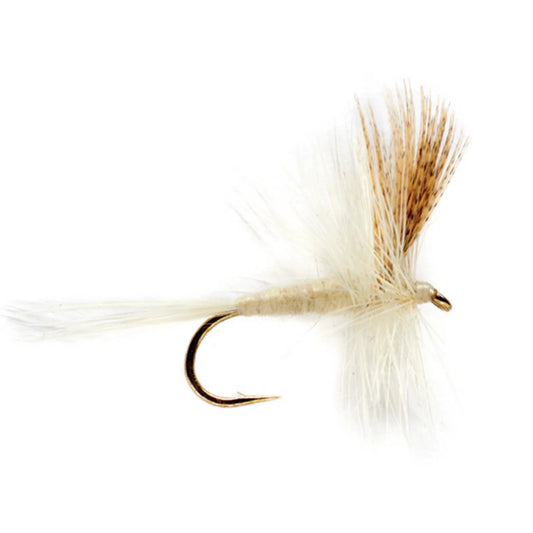 Light Cahill / Orvis