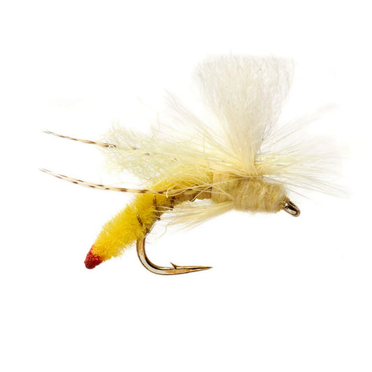 Spotlight Yellow Sally / Orvis