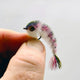 RAINBOW TROUT