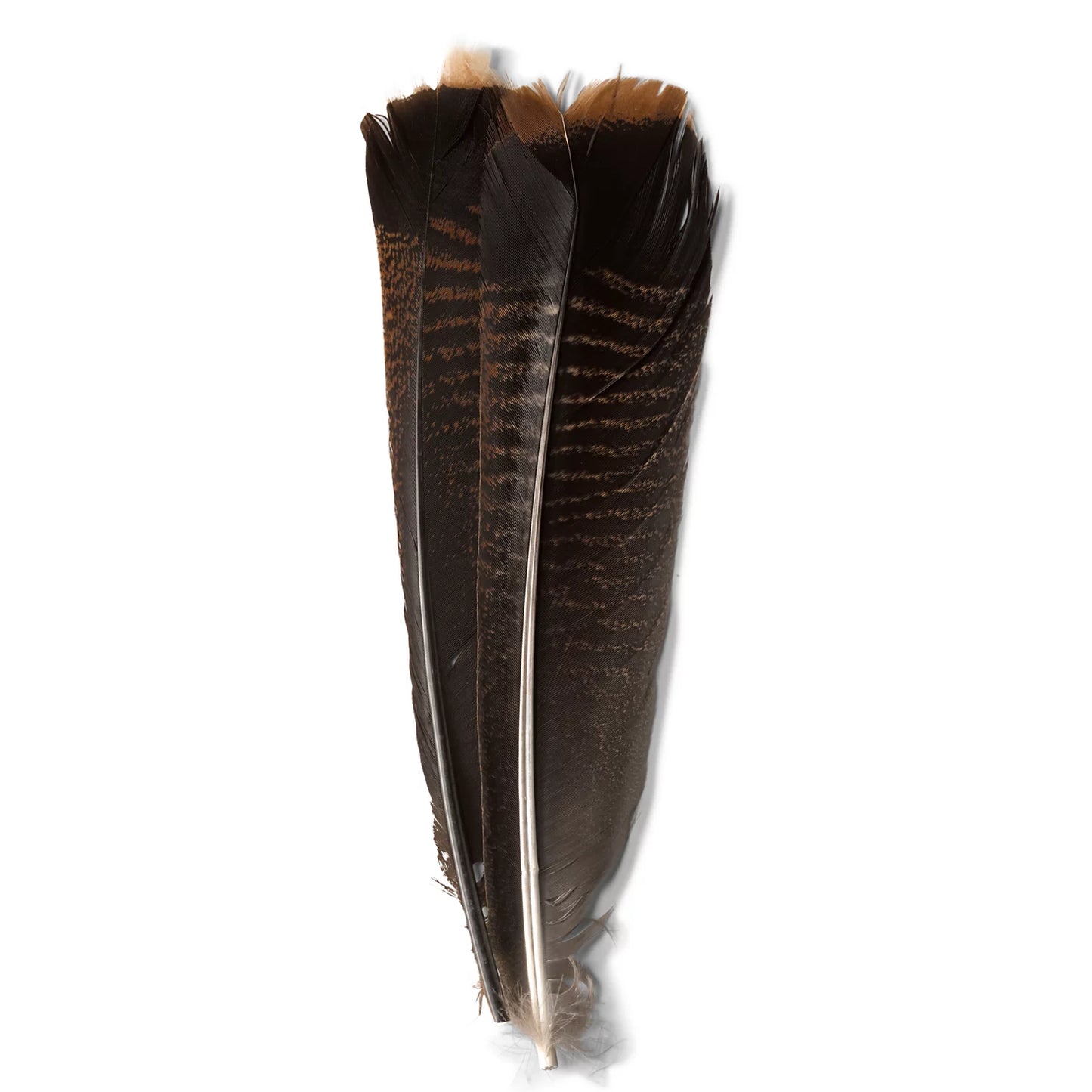 Mottled Turkey Feathers / Orvis