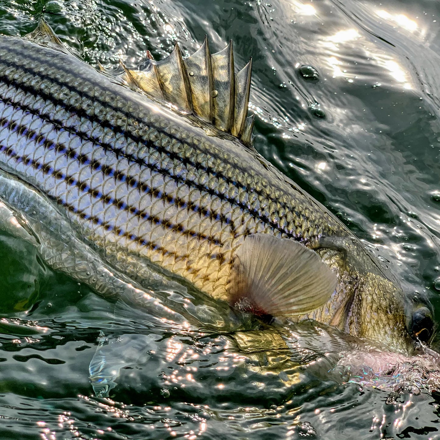Dowell Maryland 2-Day Combination Fly Fishing School - Chesapeake Bay / Orvis