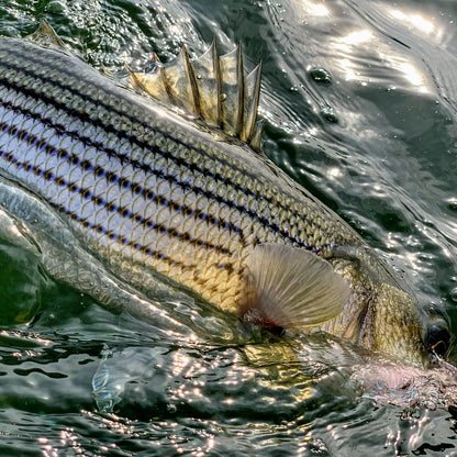 Dowell Maryland 2-Day Combination Fly Fishing School - Chesapeake Bay / Orvis