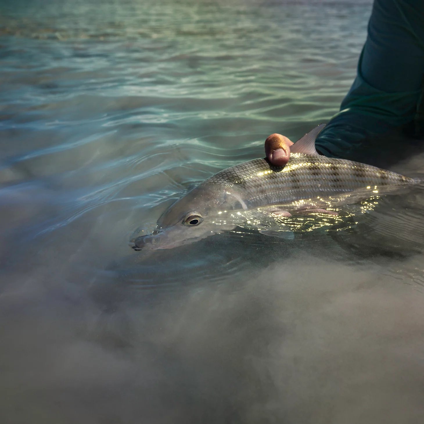Belize Saltwater Fly Fishing School / Orvis