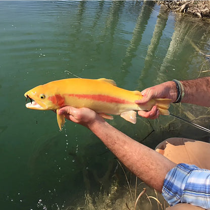 Boerne, Texas Hill Country Fly Fishing School Hosted By Joshua Creek Ranch / Orvis