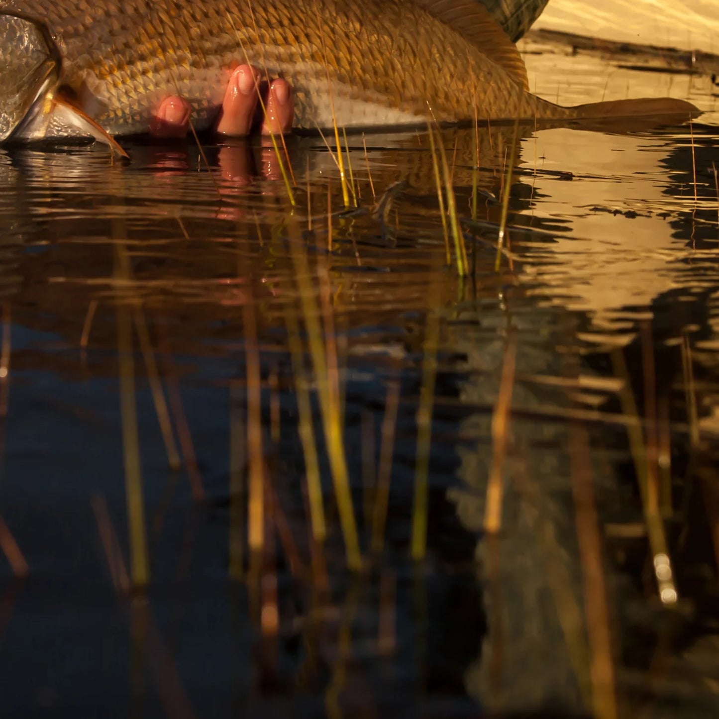 Lowcountry Saltwater Fishing School, SC / Orvis