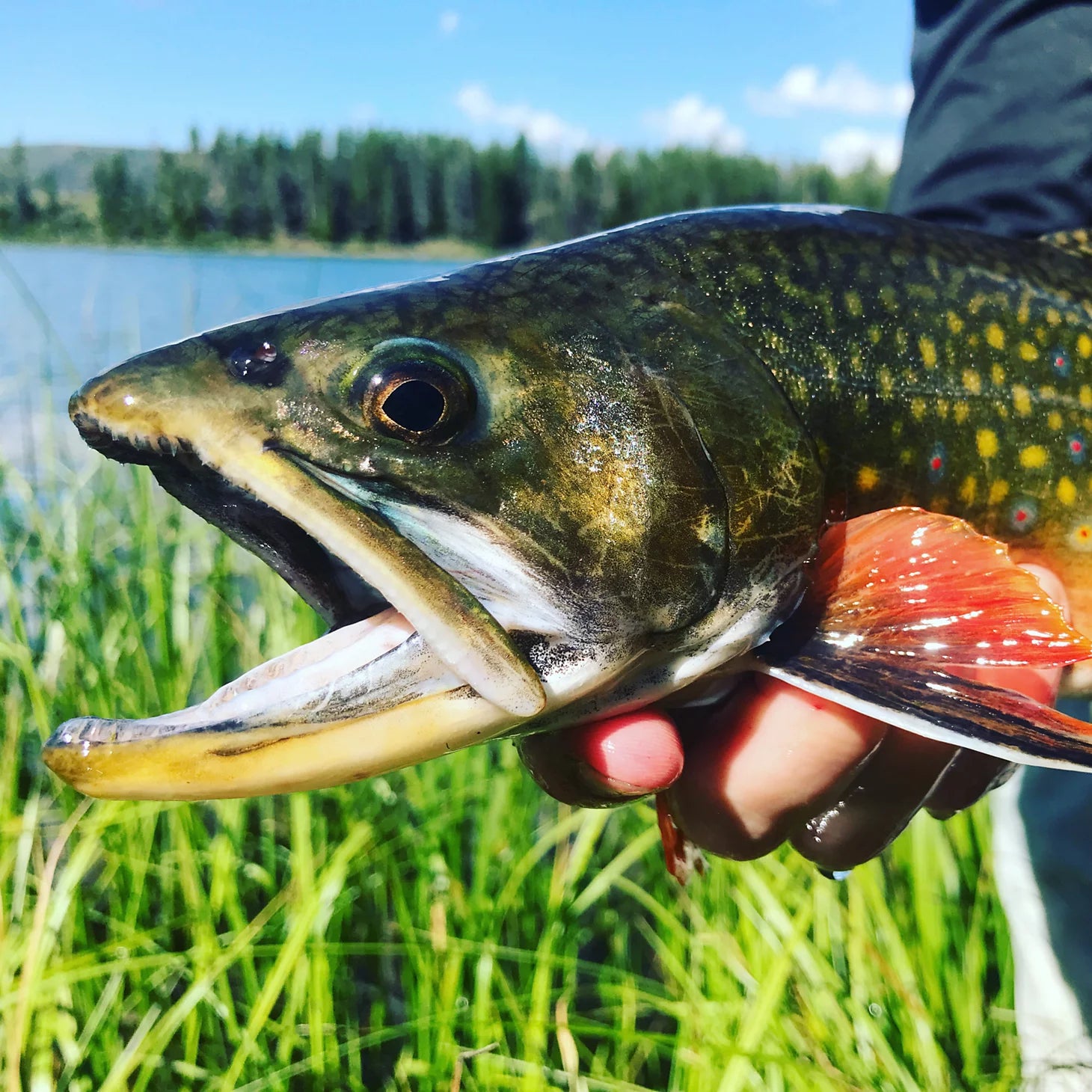 Trout School At Falcon's Ledge, Utah / Orvis
