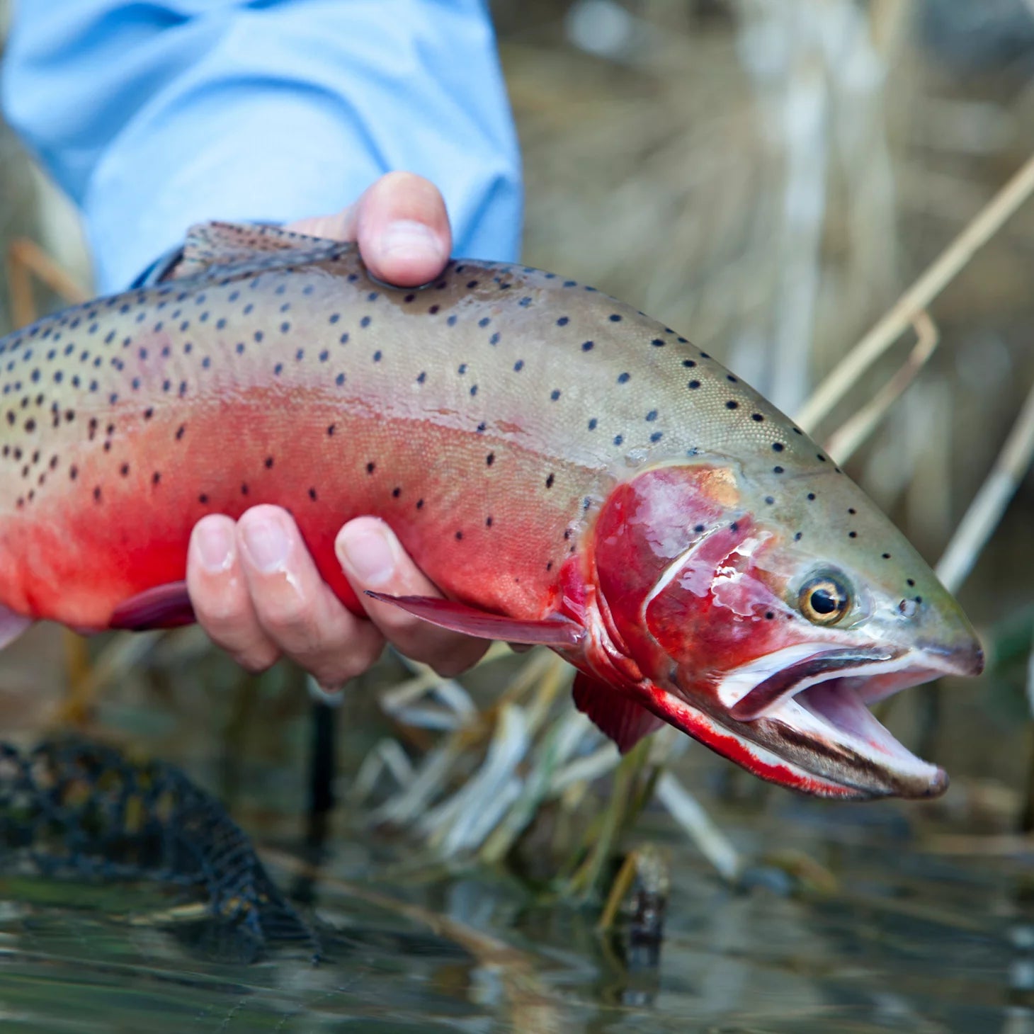 Trout School At Falcon's Ledge, Utah / Orvis