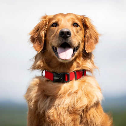 Personalized Side-Release Buckle Collar / Orvis