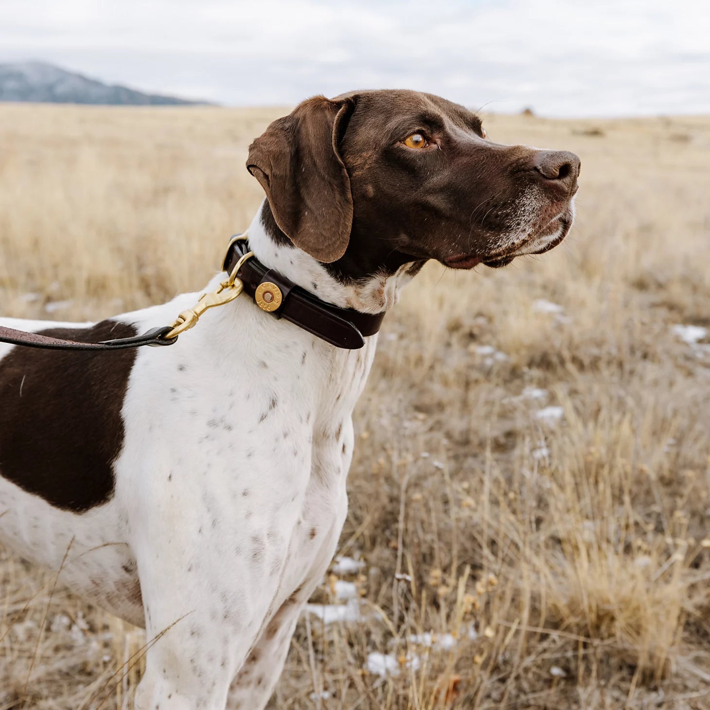 Shotshell Dog Collar / Orvis