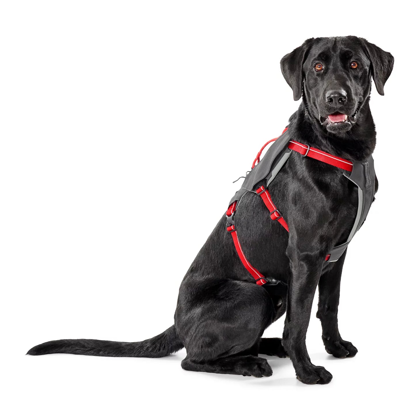 Tough Trail® Six-Point Dog Harness / Orvis