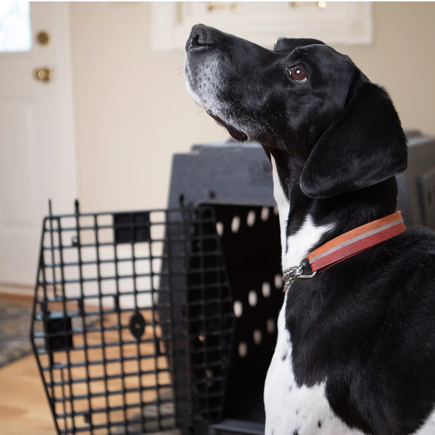 Ruff Land™ Performance Dog Kennel / Orvis