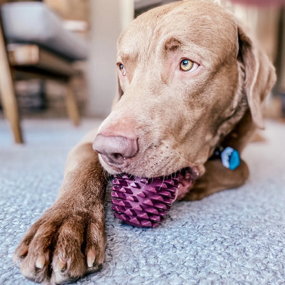 Pinecone Reward Dog Toy / Orvis