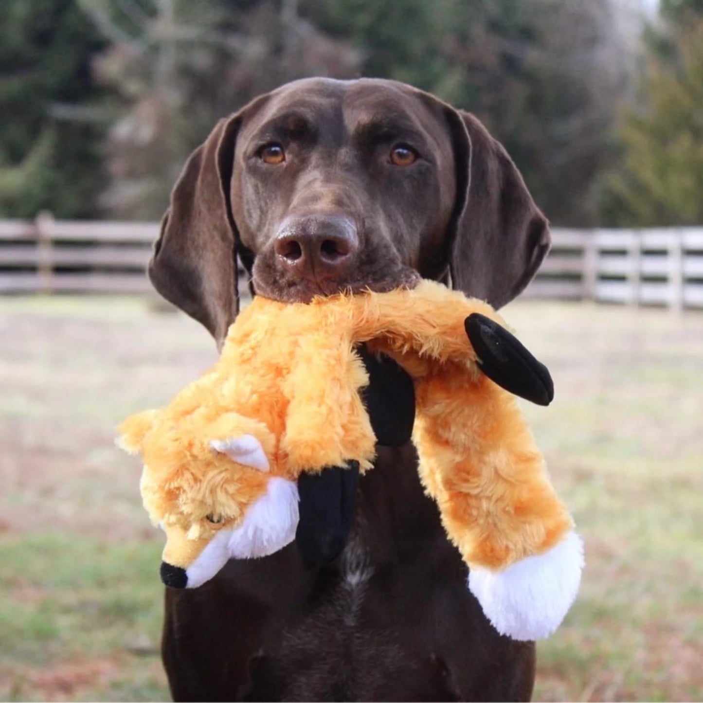 Stuffless Fox Dog Toy / Orvis