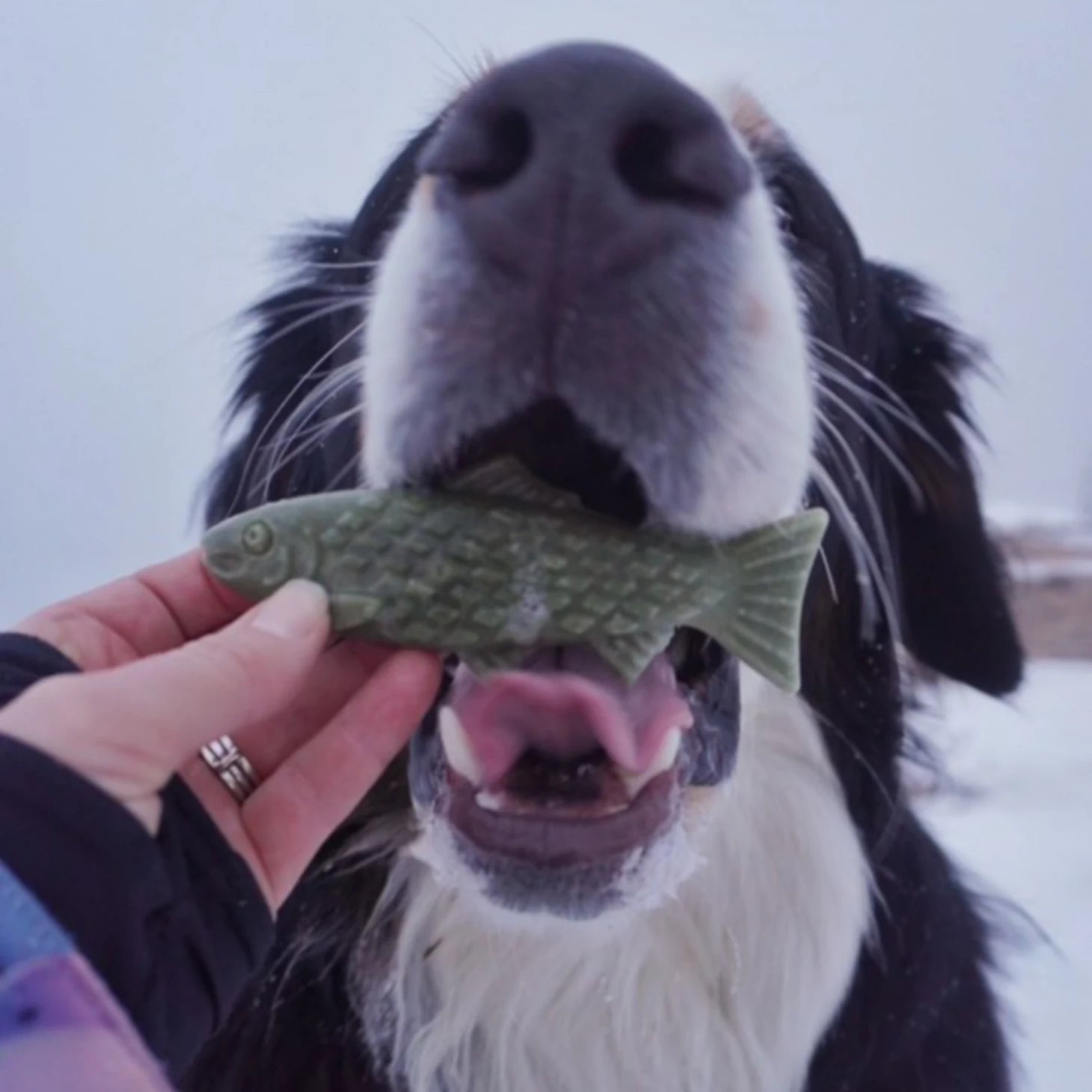 Breedwise Trophy™ Dog Dental Chews / Orvis